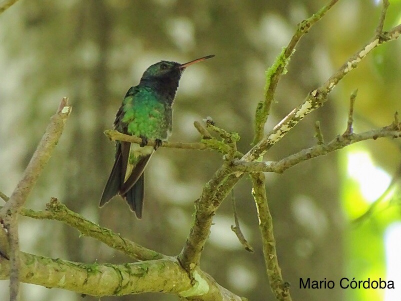 Sapphire-throated Hummingbird - Mario Córdoba H.