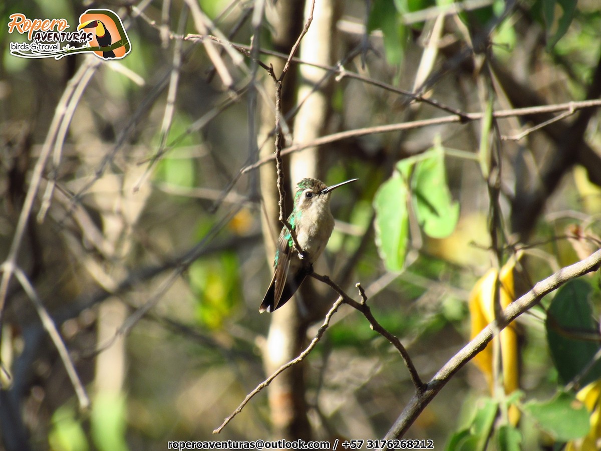 Red-billed Emerald - ML135597201