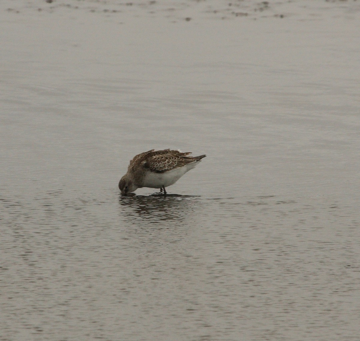 Curlew Sandpiper - ML135597301