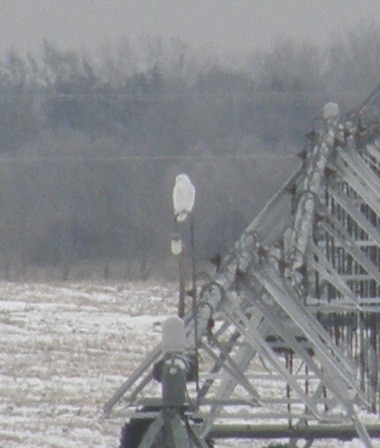 Snowy Owl - ML135597431