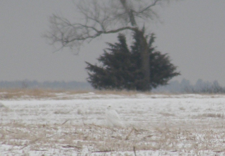 Snowy Owl - ML135597441
