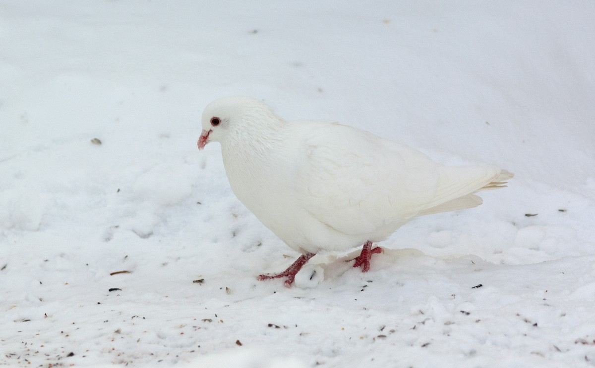 Rock Pigeon (Feral Pigeon) - Patrice St-Pierre