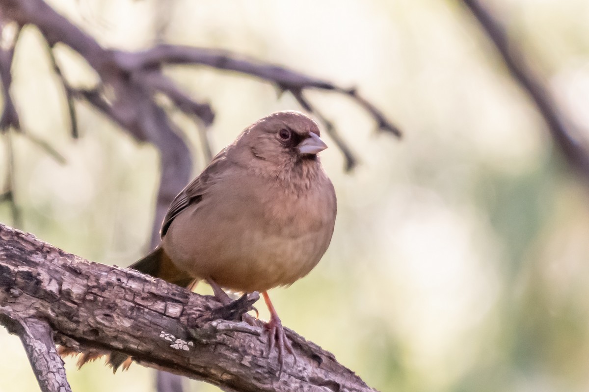 Abert's Towhee - ML135598601