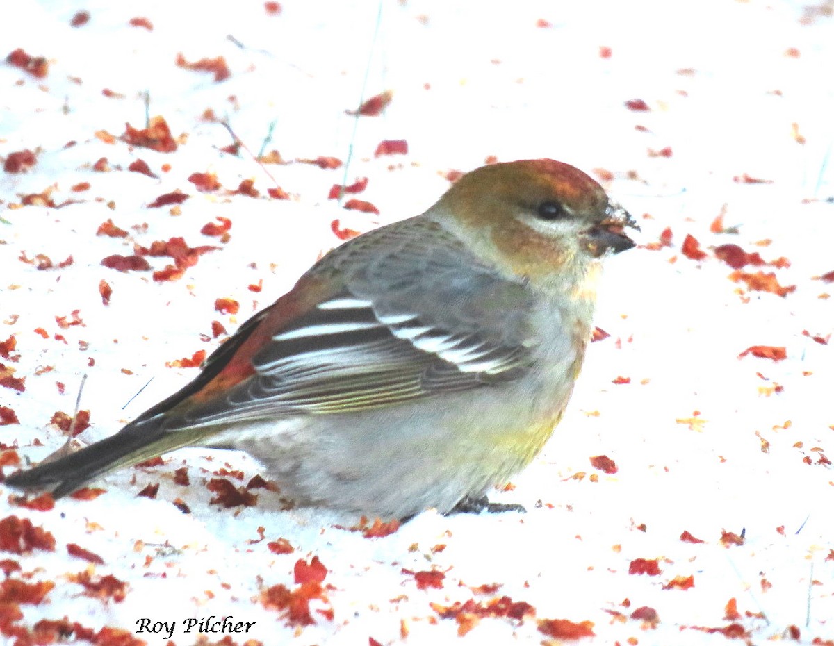 Pine Grosbeak - ML135599461