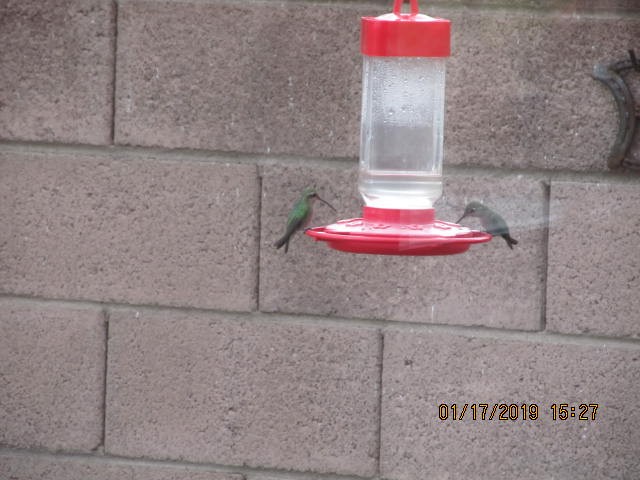 Broad-billed Hummingbird - ML135601401