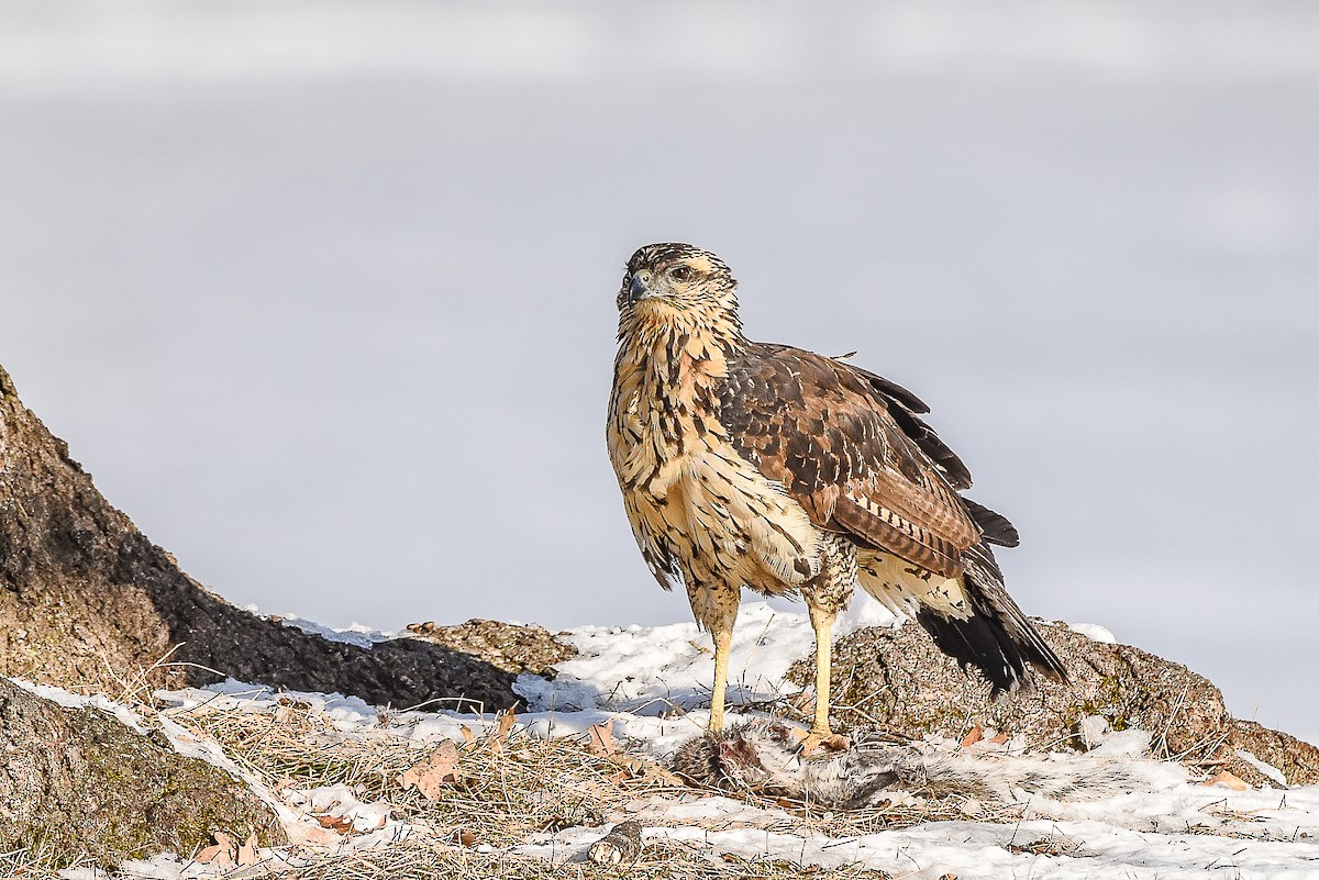 Great Black Hawk - Donna Keller