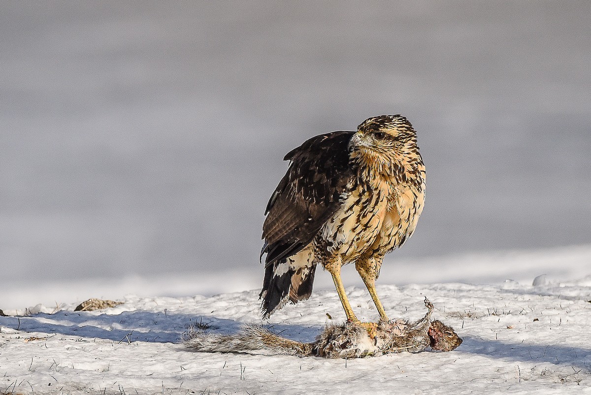 Great Black Hawk - ML135602121