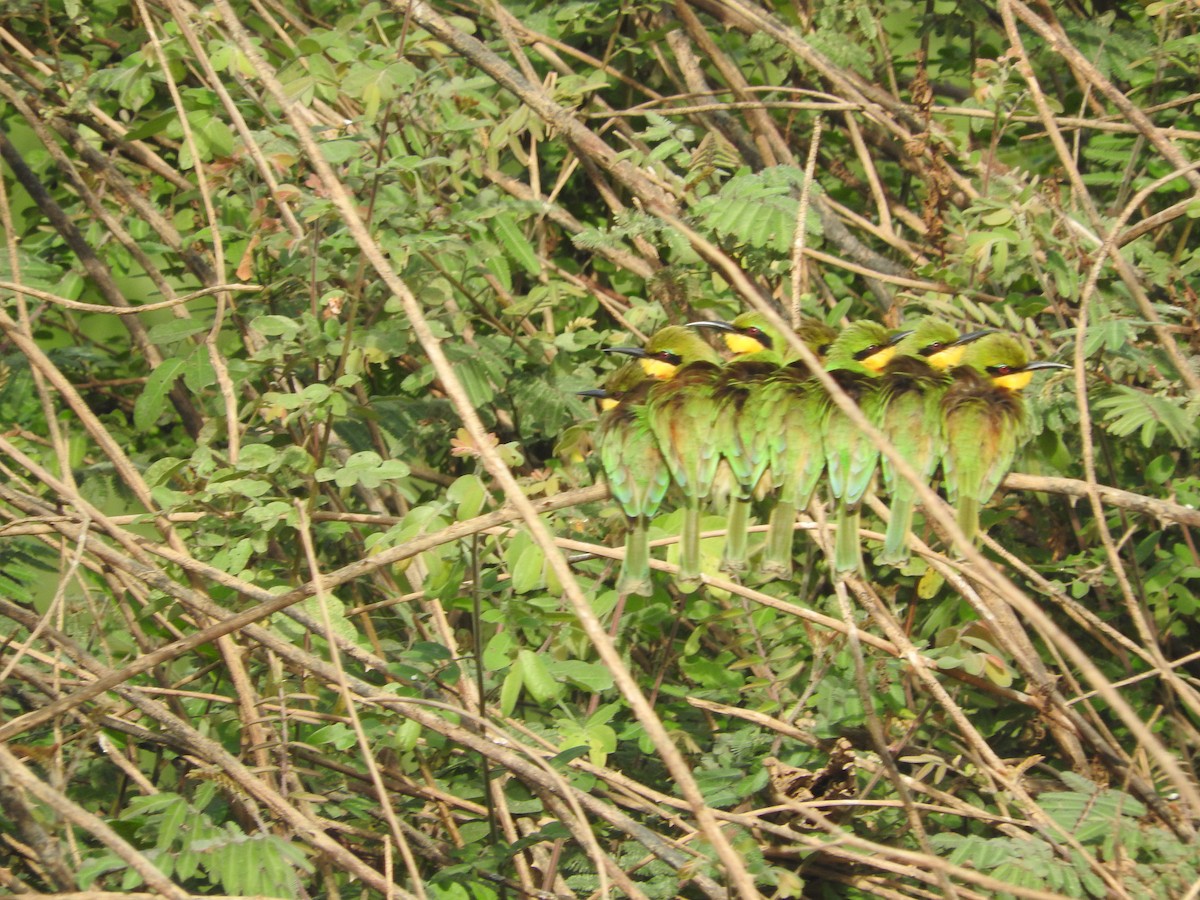 Little Bee-eater - ML135605651