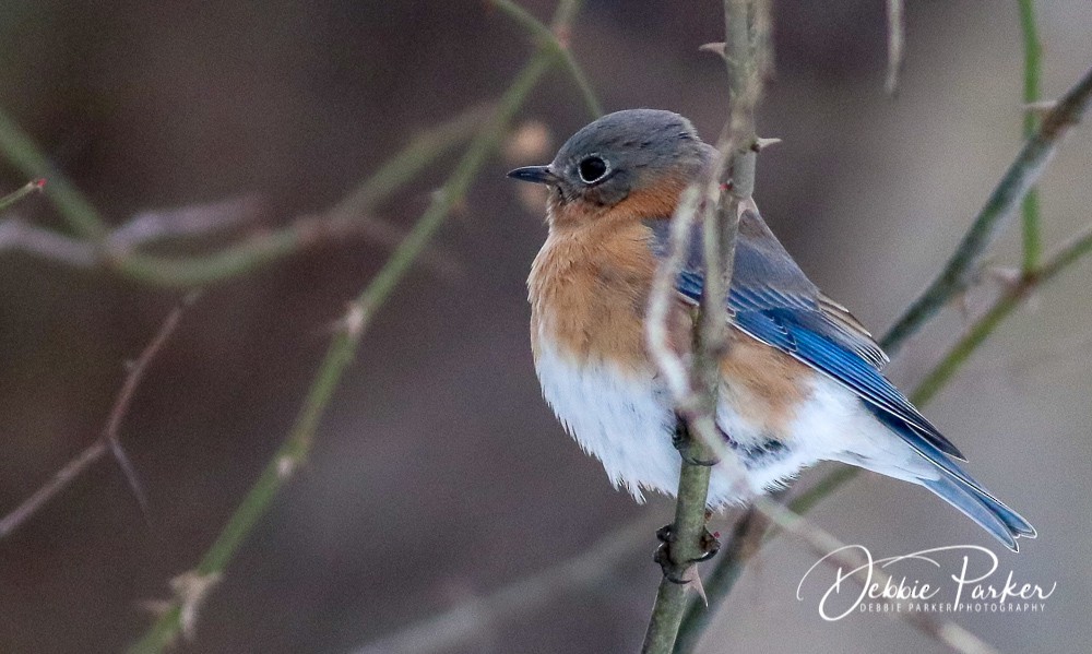 Eastern Bluebird - Debbie Parker