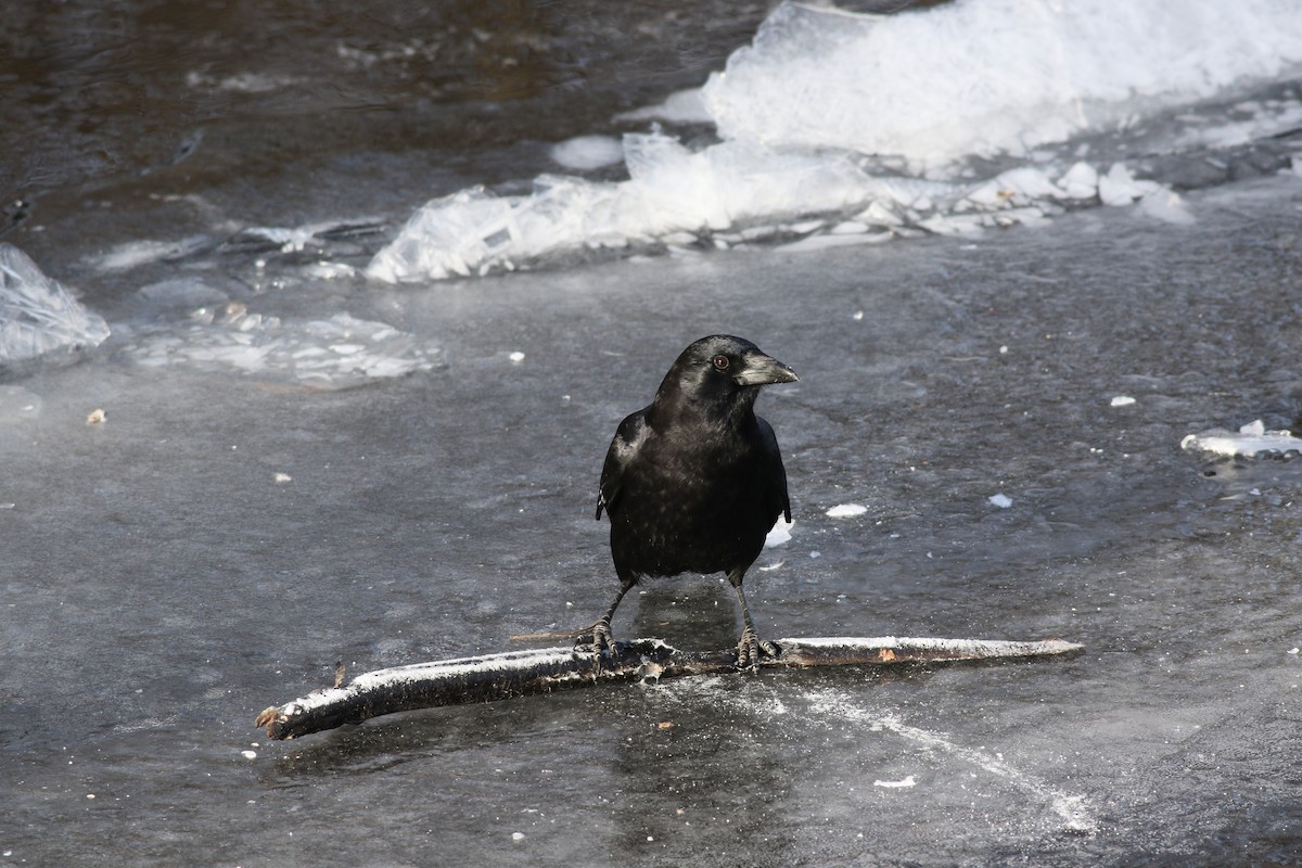 American Crow - Margaret Viens