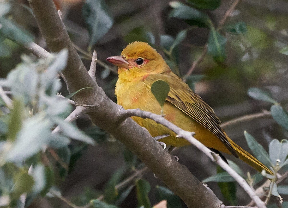 Summer Tanager - ML135608681