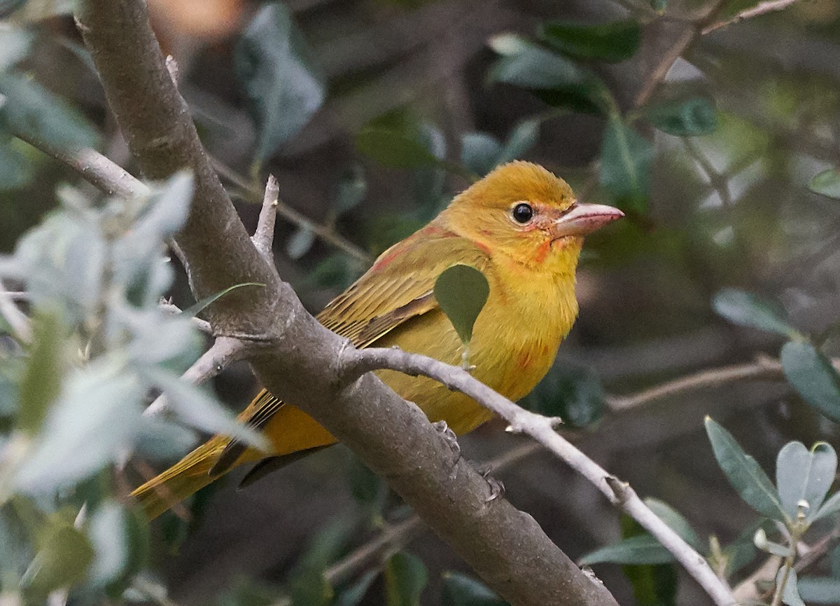 להבית אדומה - ML135608691