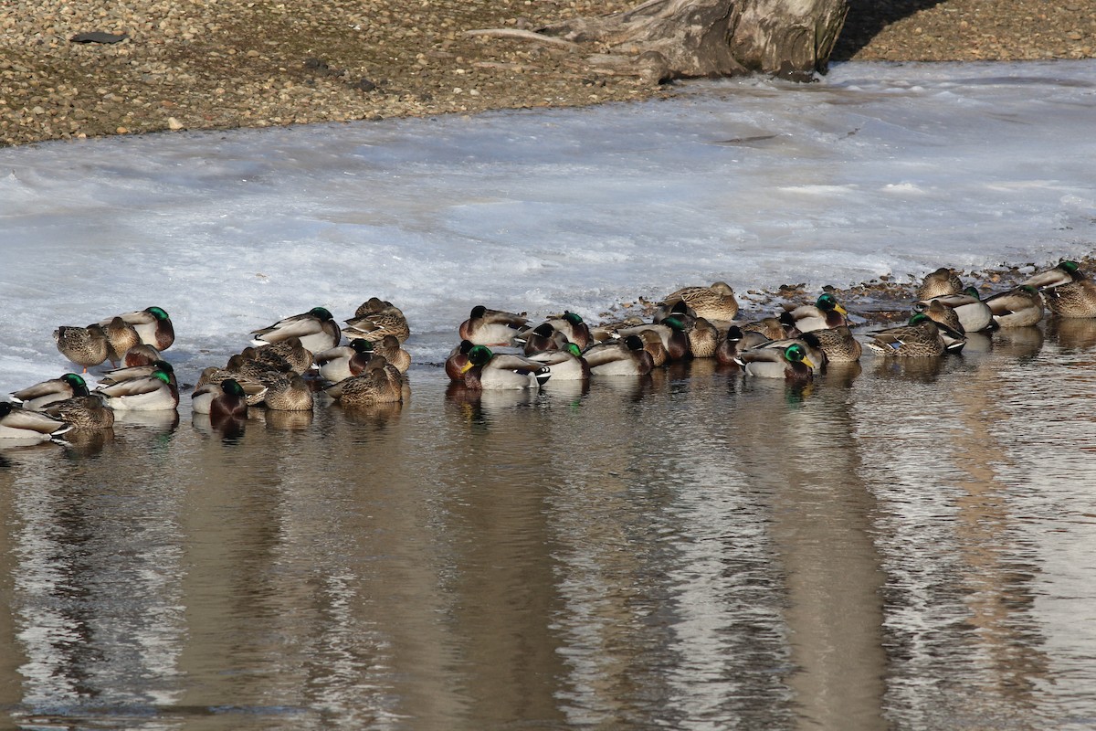 Mallard - Margaret Viens