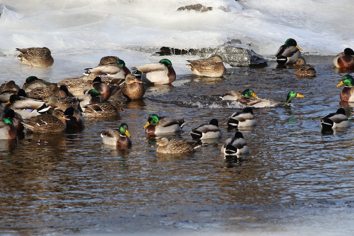 Mallard - Margaret Viens