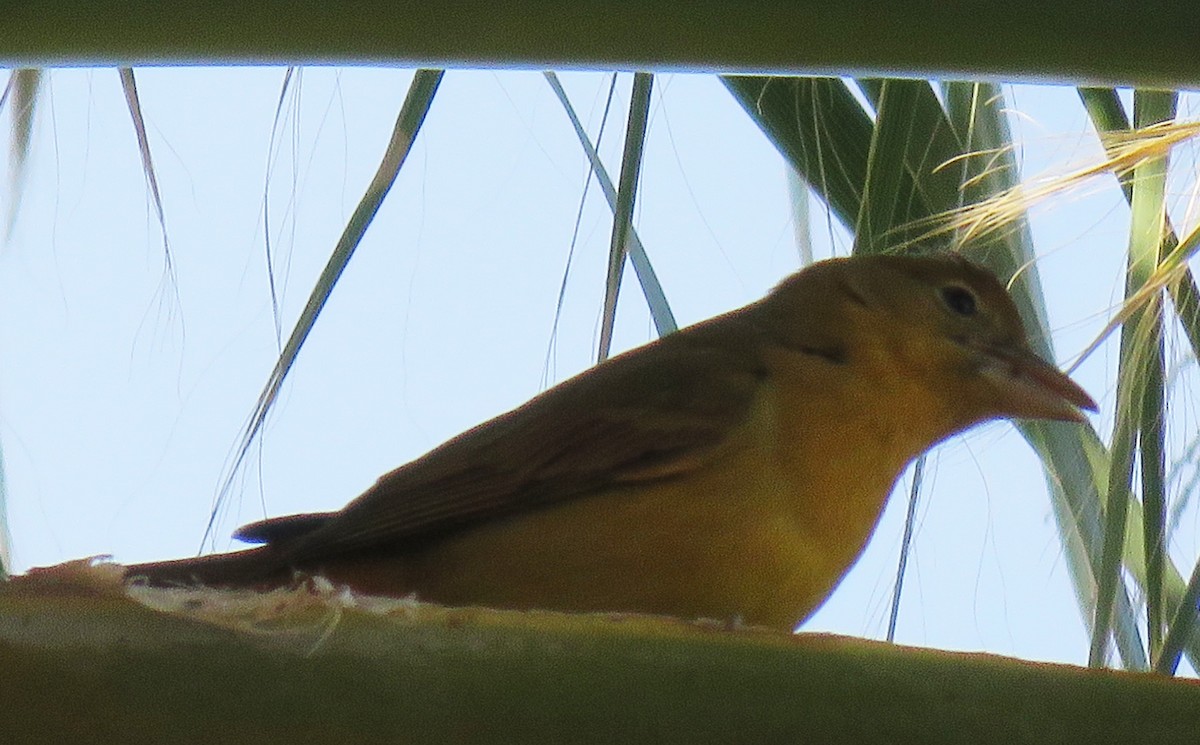 Summer Tanager - ML135609481