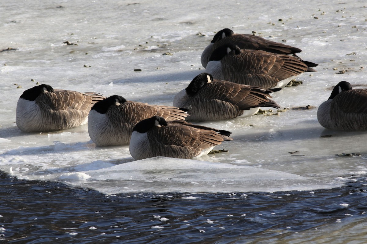 Canada Goose - ML135610341