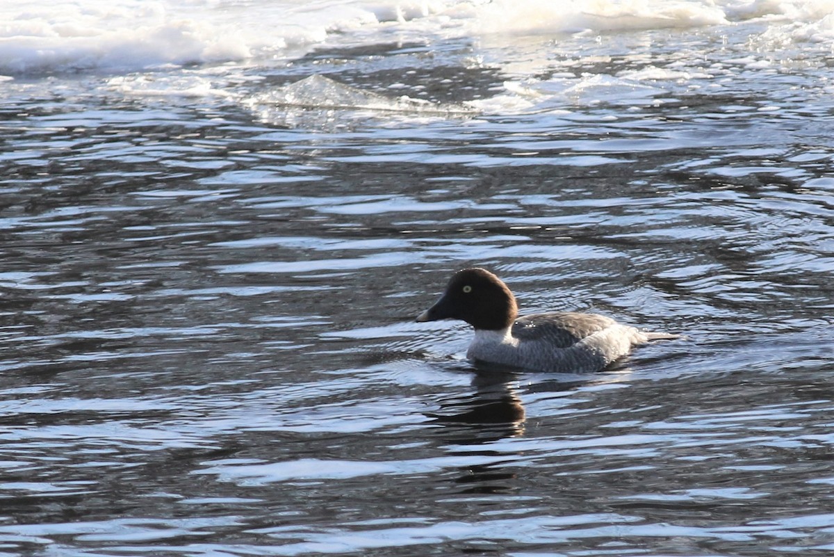 Common Goldeneye - Margaret Viens