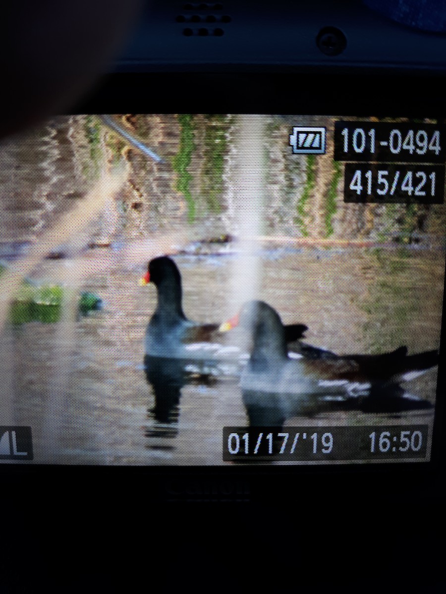 Common Gallinule - Tyler Miloy