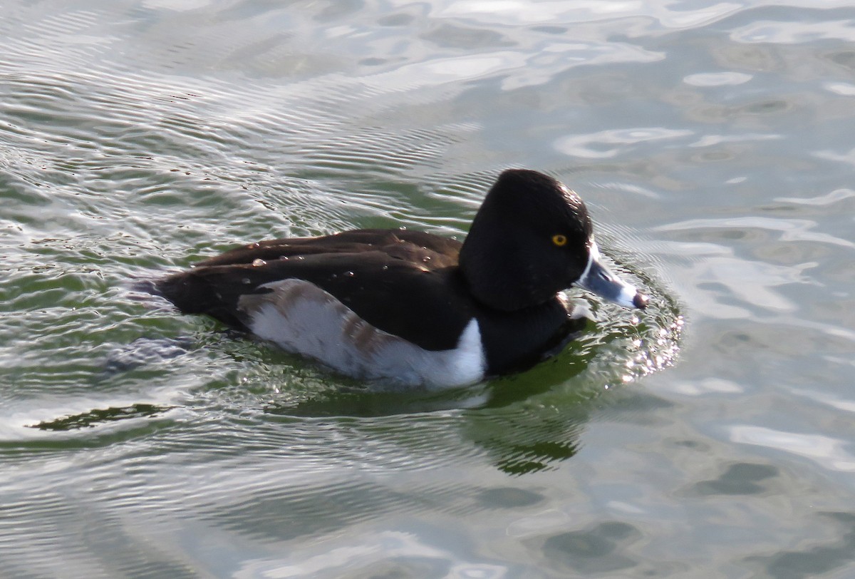 Ring-necked Duck - ML135611651