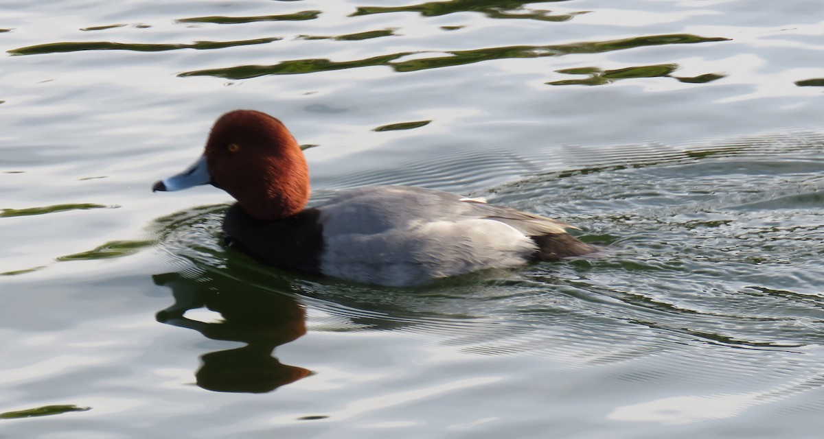 Redhead - ML135612161