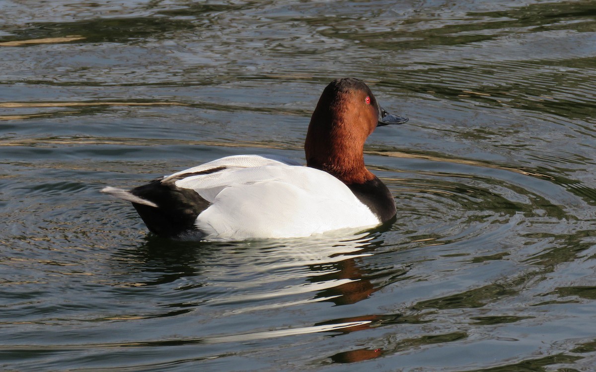 Canvasback - ML135612491