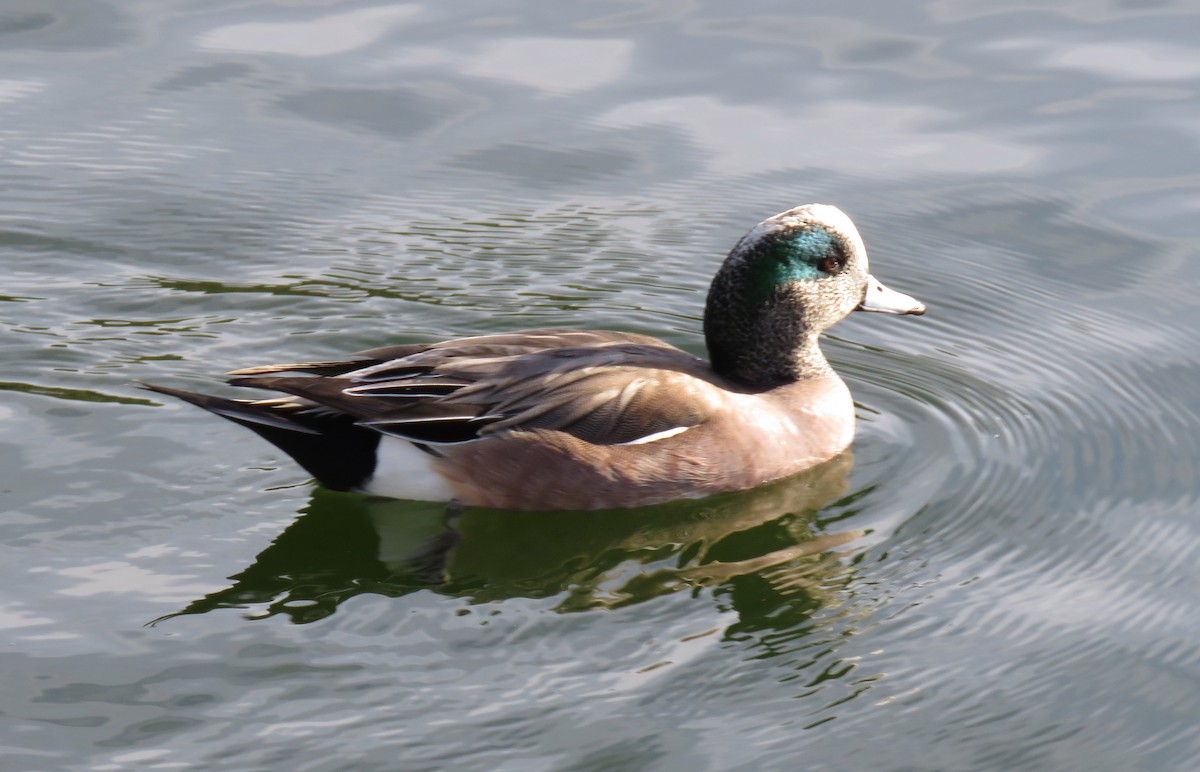 American Wigeon - ML135612631