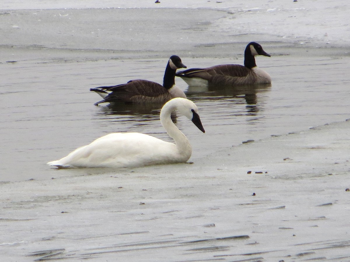Cygne trompette - ML135613761