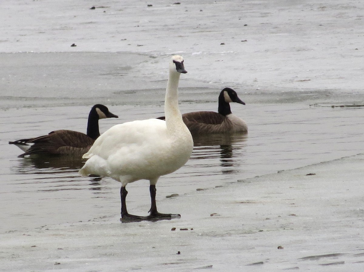 Cygne trompette - ML135613881