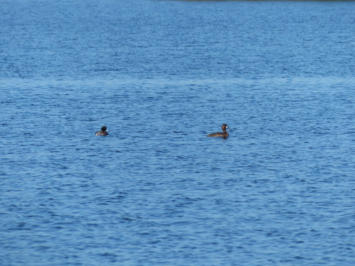 Greater Scaup - ML135614021