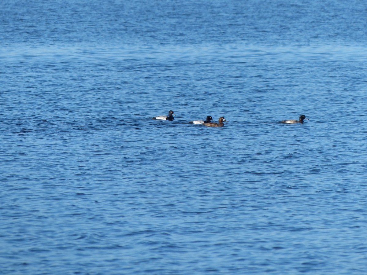 Greater Scaup - ML135614051