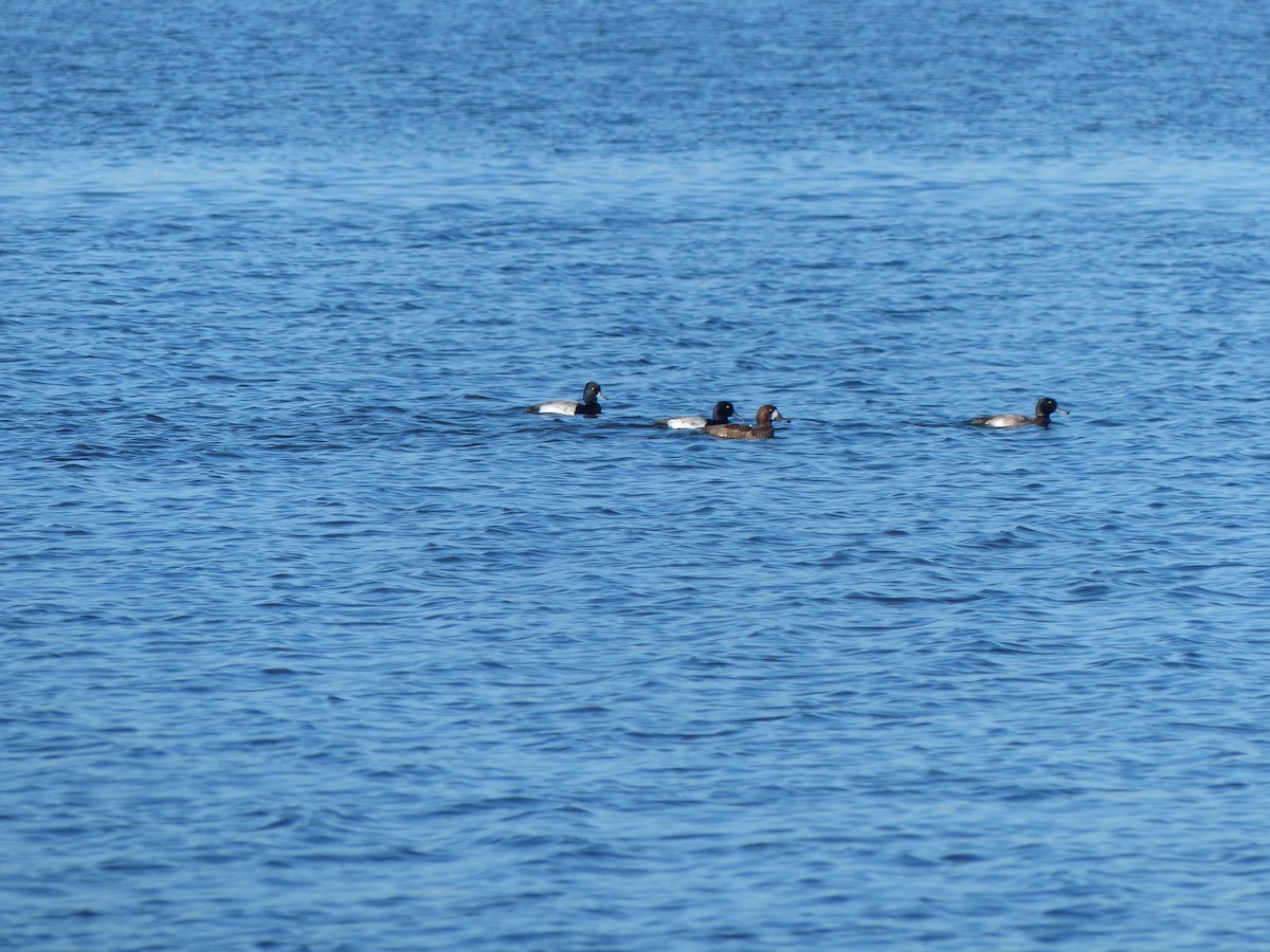 Greater Scaup - Erik Haney