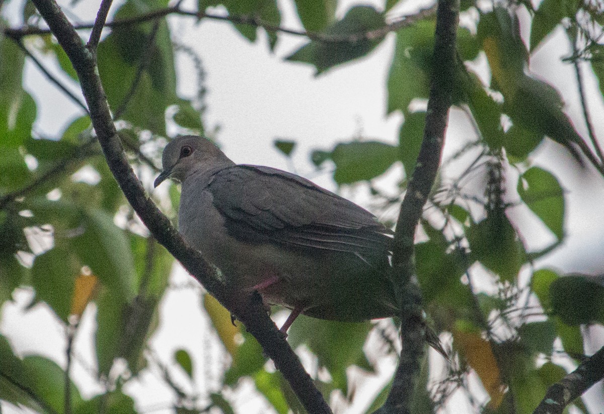 White-tipped Dove - ML135614081