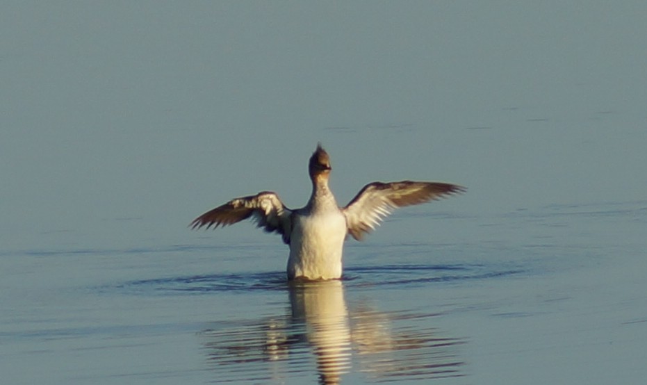 Red-breasted Merganser - Samuel Murray