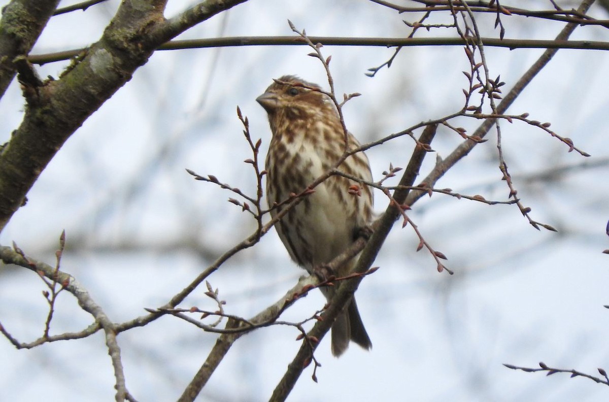 Purple Finch - ML135616081