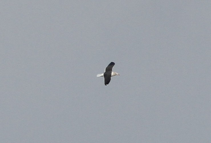 Lesser Black-backed Gull - ML135616211