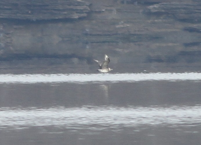 Pomarine Jaeger - ML135616221