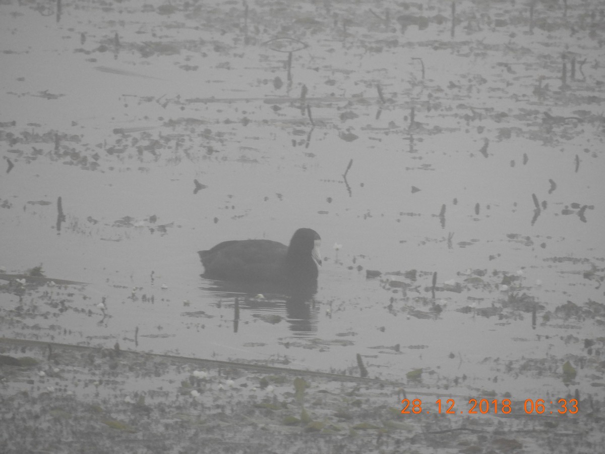 American Coot - ML135617781