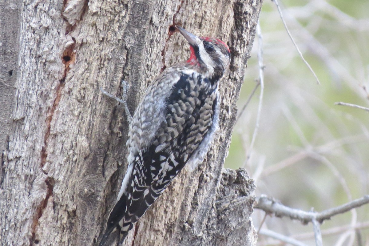 Yellow-bellied Sapsucker - ML135617811