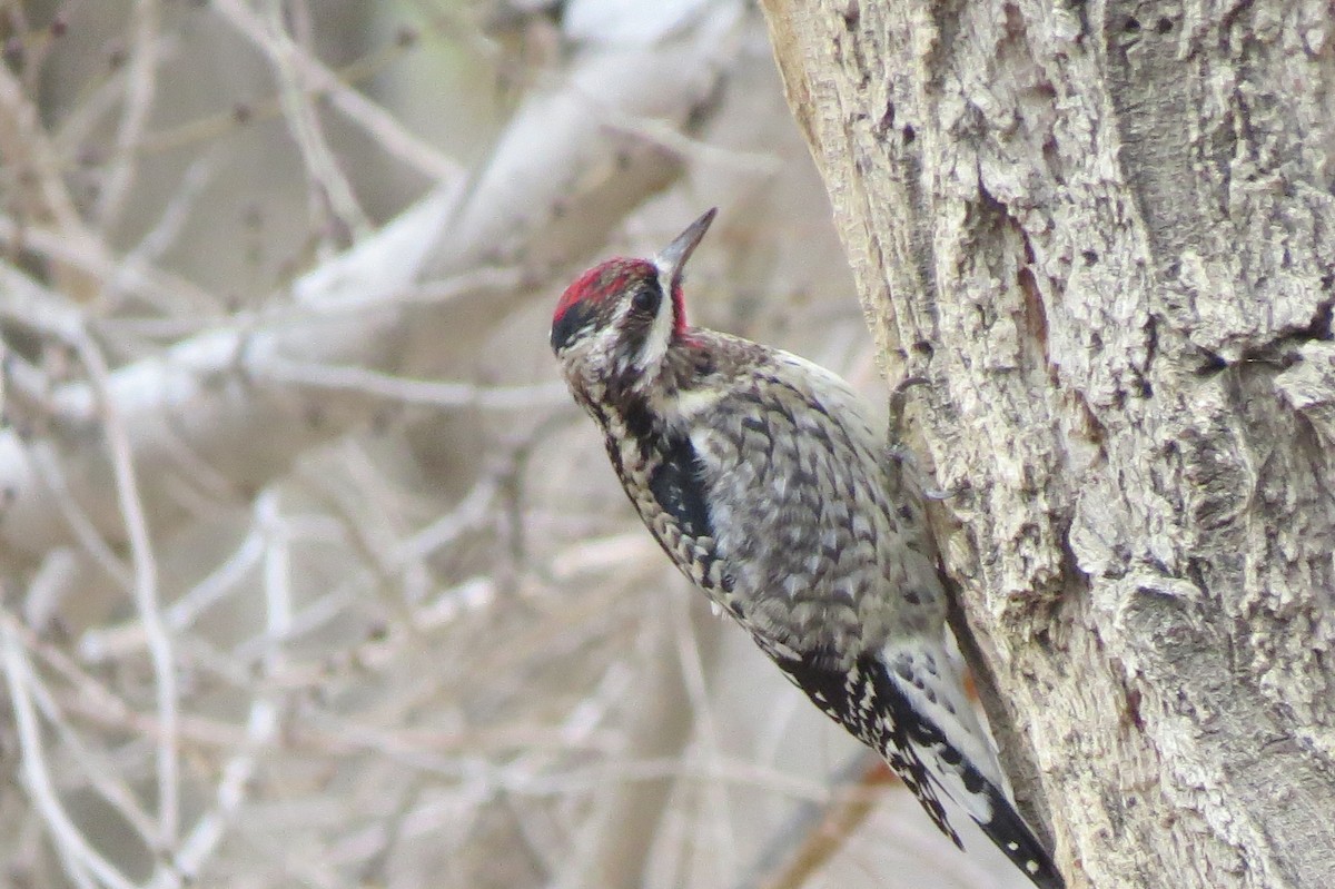 Yellow-bellied Sapsucker - ML135617821