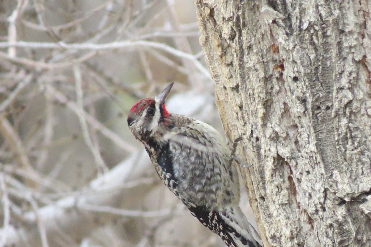 Yellow-bellied Sapsucker - ML135617831