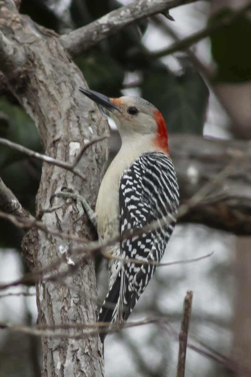 Red-bellied Woodpecker - George Holt