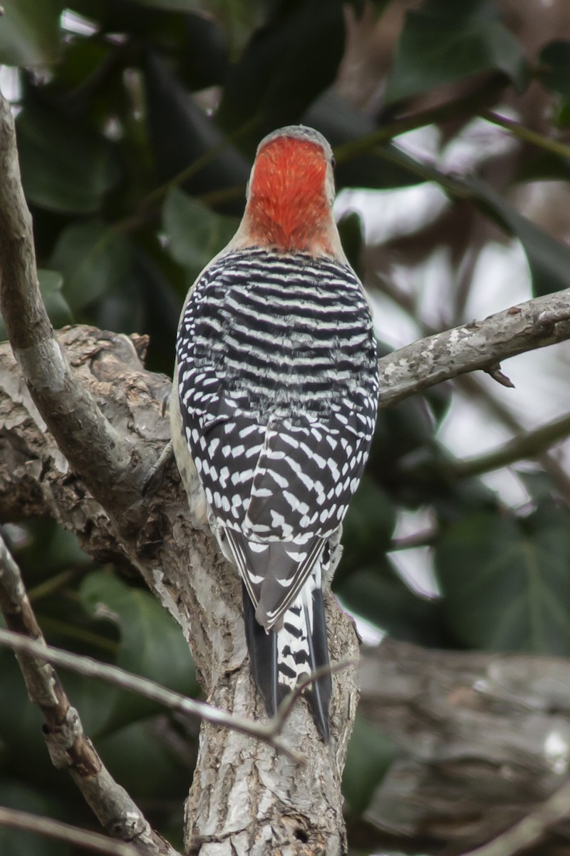 Red-bellied Woodpecker - George Holt