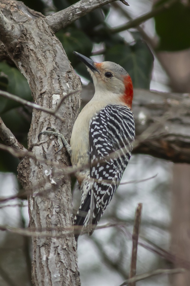 Red-bellied Woodpecker - George Holt