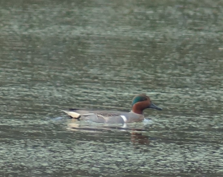 Green-winged Teal - ML135620491