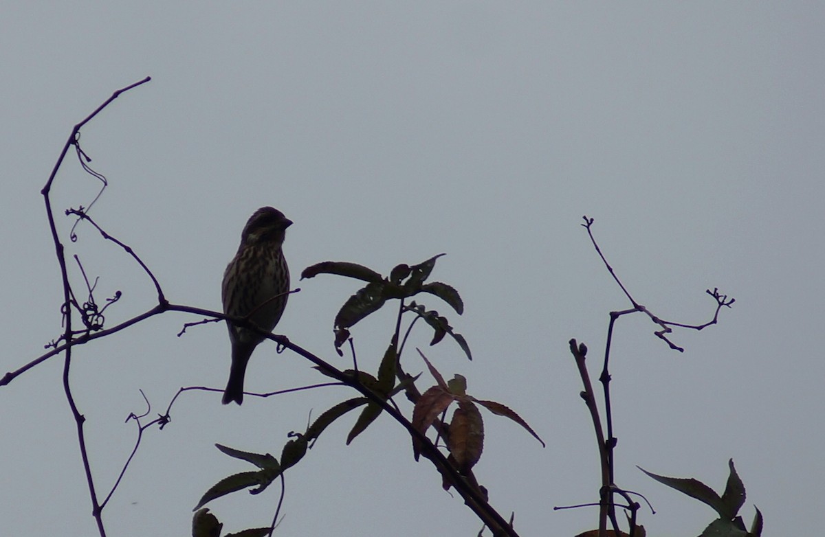 Purple Finch - ML135620681