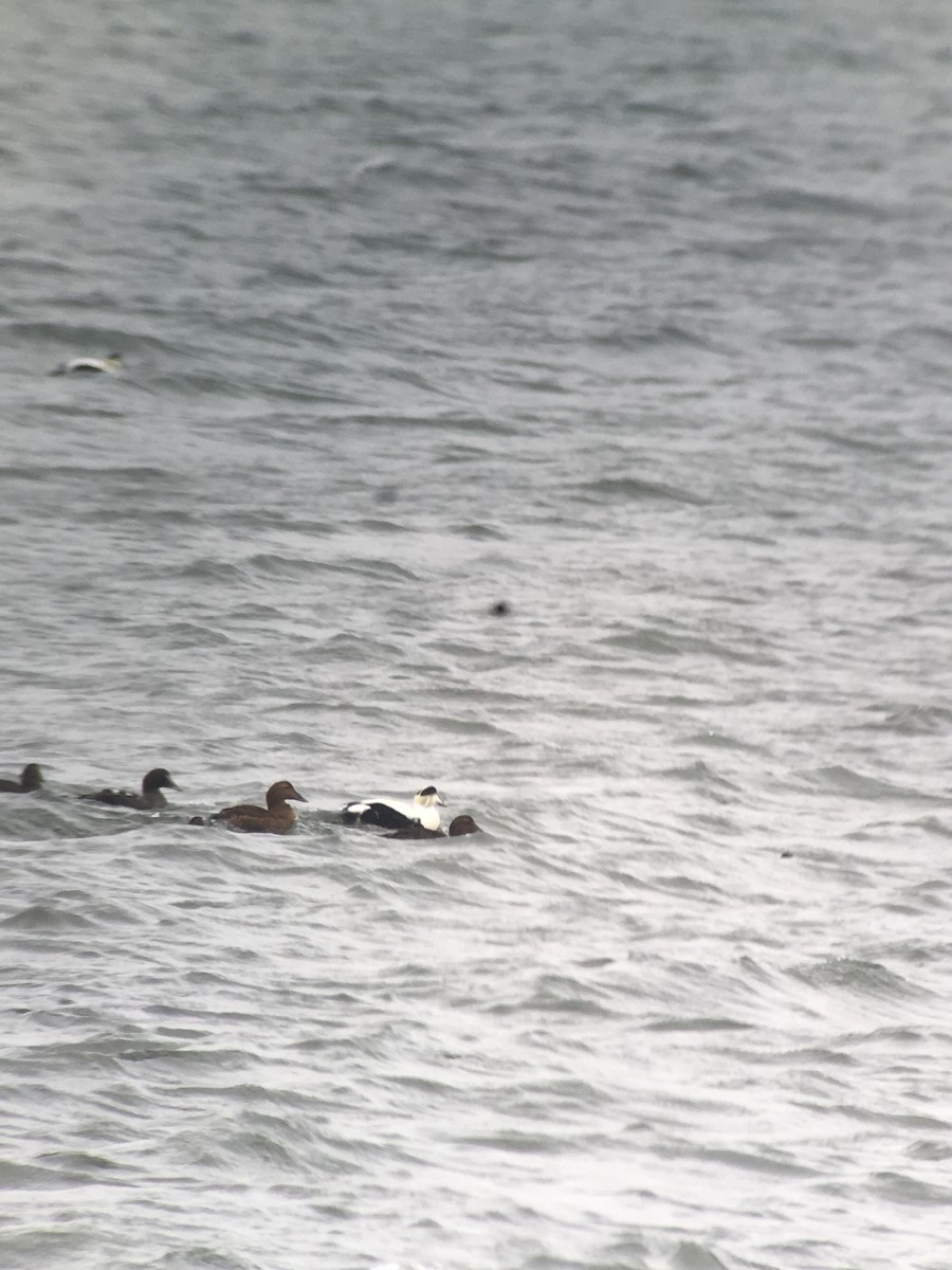 Common Eider - ML135620961