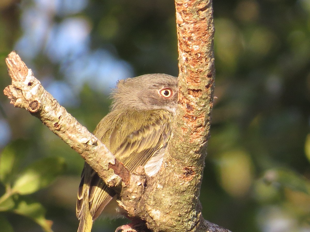 Pearly-vented Tody-Tyrant - ML135621121