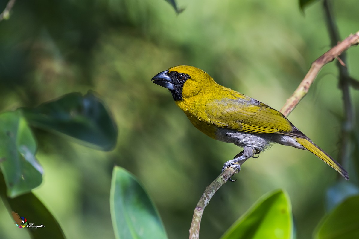 Black-faced Grosbeak - fernando Burgalin Sequeria