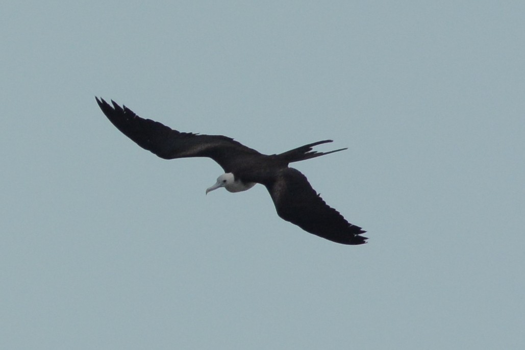 Magnificent Frigatebird - ML135622271