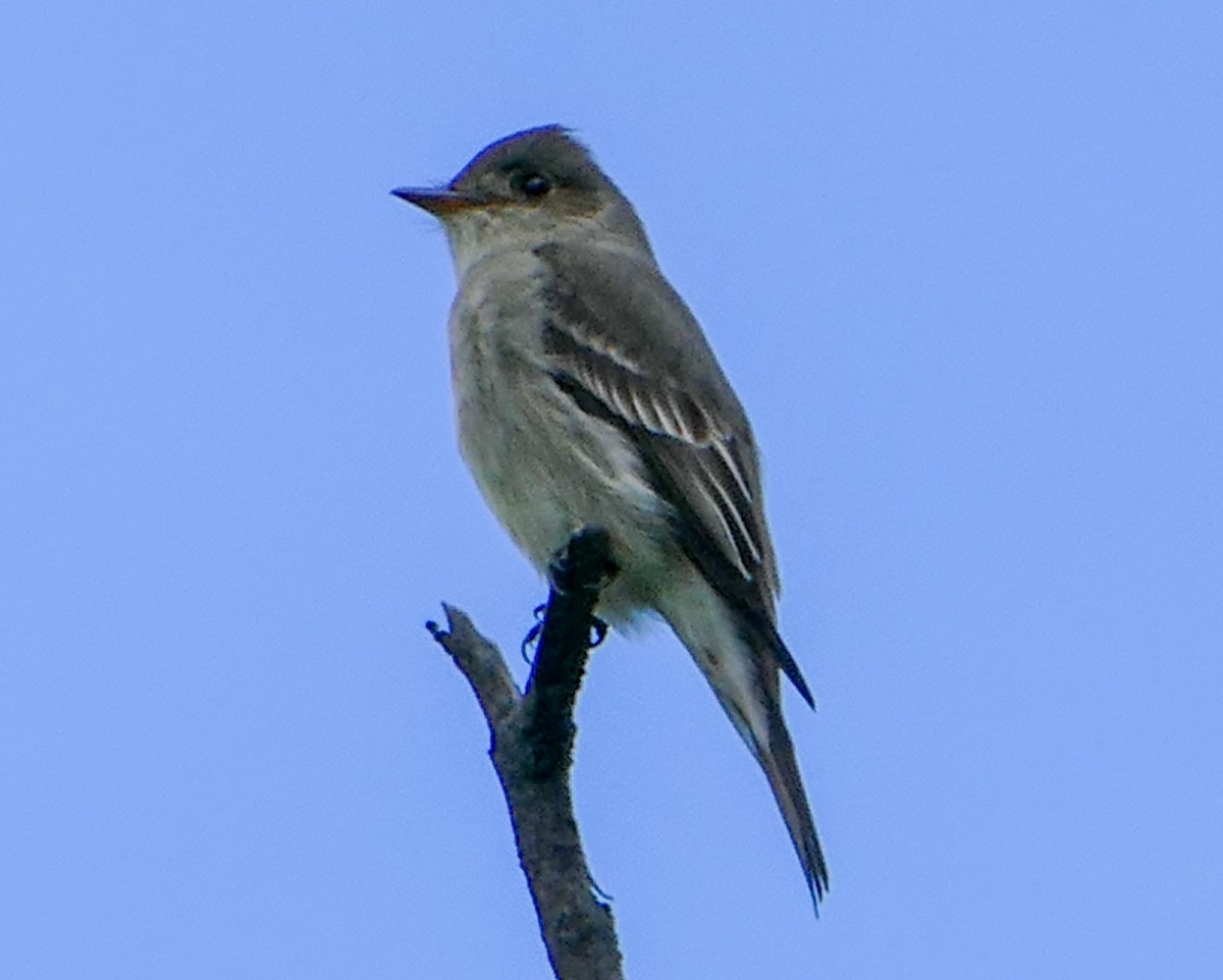 Western Wood-Pewee - ML135624401